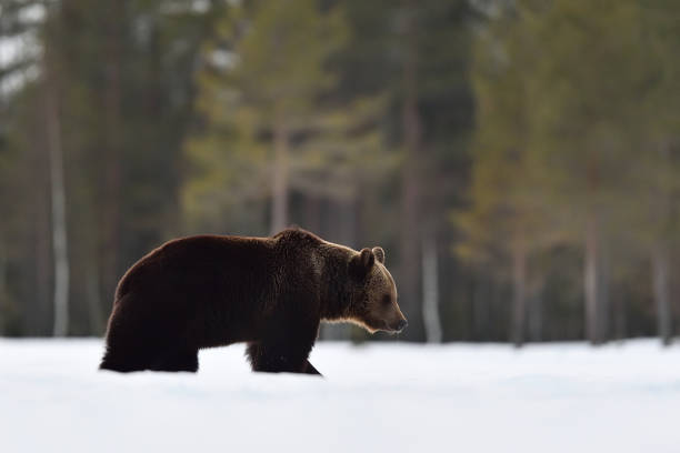 istock brown bear walking on snow after hibernation 1281508854