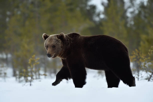 istock Brown bear in spring. Bear walking on snow. 1281508873