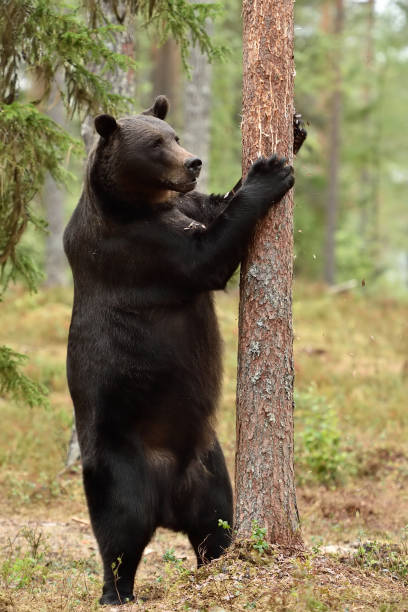 istock Big male brown bear standing and grabbing a tree 1281508928