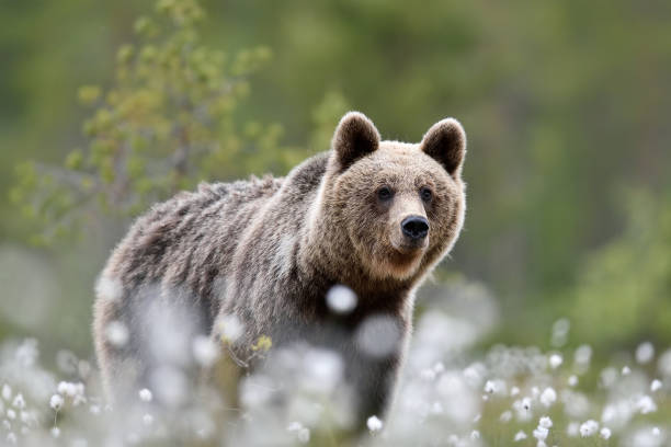 istock Bear in cotton grass at summer. Bear close up. 1281508997