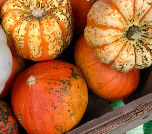 istock Pumpkin and Gourds 1281510223