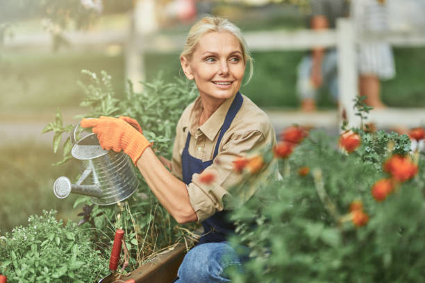 Middle aged caucasian female gardener watering plants Happy middle aged caucasian female gardener looking sideways while watering plants growing on garden beds with steel watering can. Gardening concept. Small business gardening stock pictures, royalty-free photos & images