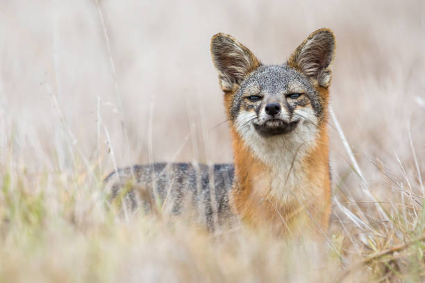 Rare Island Fox in Channel Islands National Park stock photo