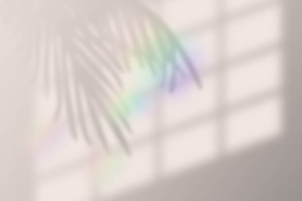 ilustrações de stock, clip art, desenhos animados e ícones de vector illustration of realistic tropical shadow overlay effect. with rainbow lens flare. blurred transparent soft light shadow from window and palm leaves - wall layers