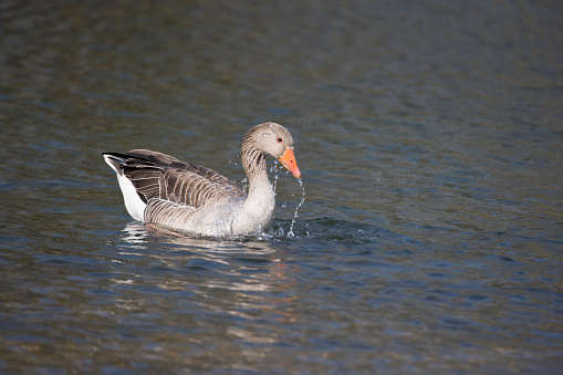 Graylag goose is rare in Japan