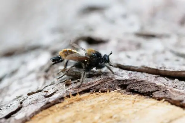 A yellow robberfly, Laphria flava, on a wooden background.