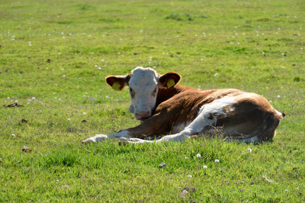istock Young calf lies on a meadow 1281515438