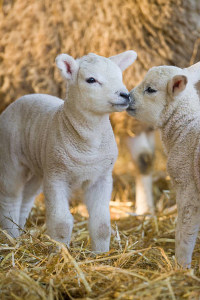istock White faced new born Lleyn lamb on a farm 1281515752