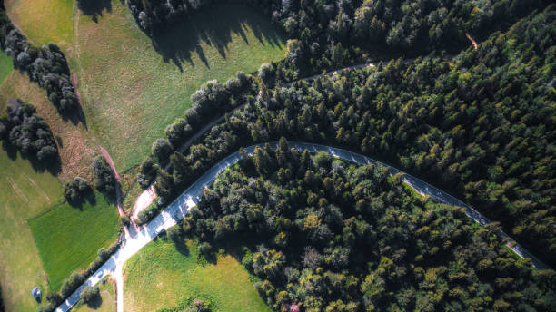 istock Green forest with curvy road seen from aerial top view 1281516689