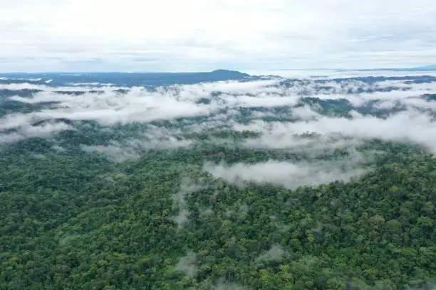 Photo of Aerial view of a tropical rainforest with many clouds covering the green tree canopy