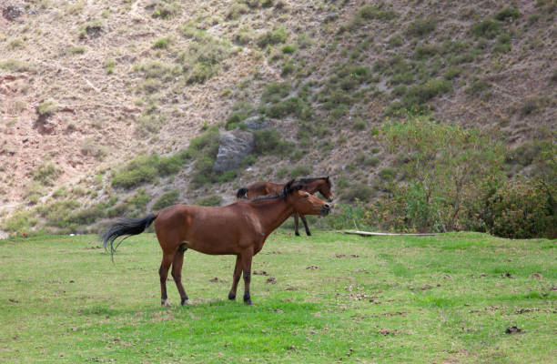 North American Appaloosa runs with a band of wild horses.