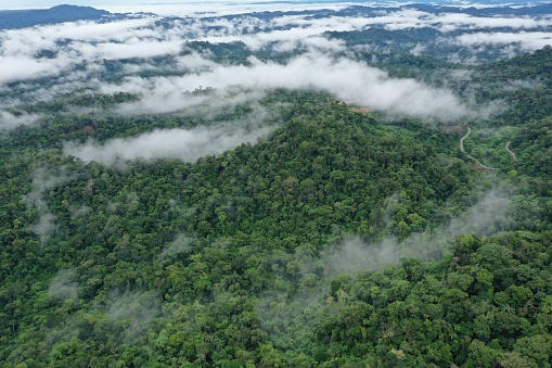 Aerial view of a tropical rainforest with many clouds covering the green tree canopy and a small road meandering through the forest in the background