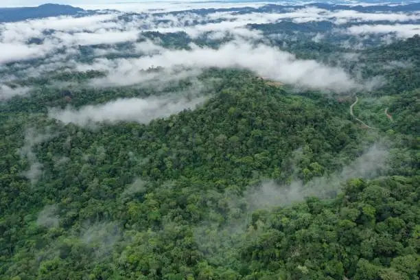 Photo of Aerial view of a tropical rainforest with many clouds covering the green tree canopy and a small road meandering through the forest in the background