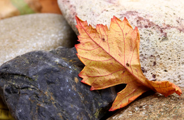 istock autumn leaves on a stone 1281518018