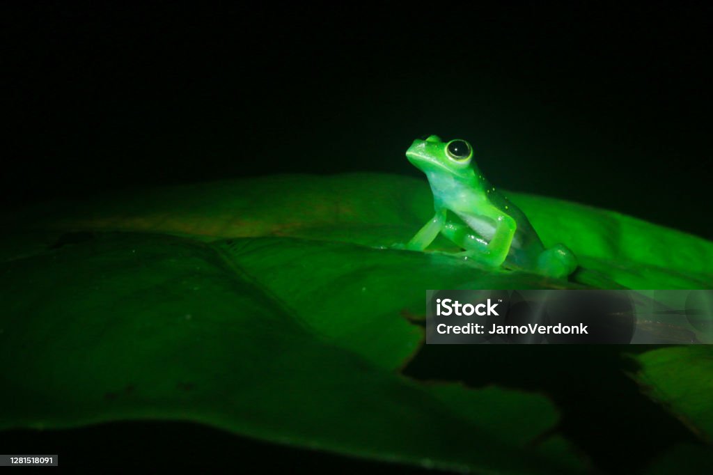 The Yellow-flecked Glass Frog, Cochranella albomaculata, a bright green tree frog with a white belly looking mysterious in the dark with room for text Tarsier leaf frog, Phyllomedusa tarsius, a bright green tree frog with a white belly looking mysterious in the dark with room for text Frog Stock Photo