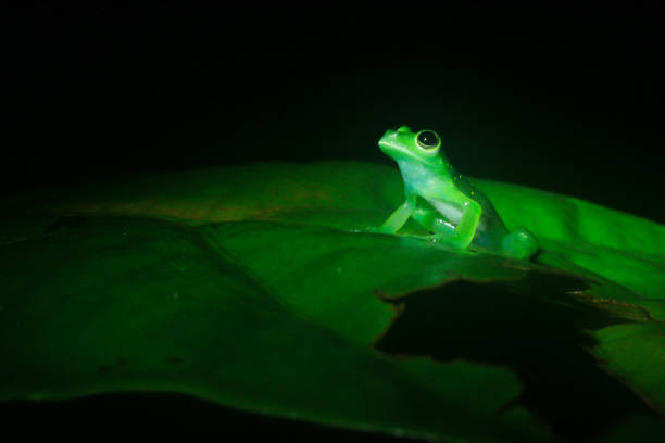 The Yellow-flecked Glass Frog, Cochranella albomaculata, a bright green tree frog with a white belly looking mysterious in the dark with room for text Tarsier leaf frog, Phyllomedusa tarsius, a bright green tree frog with a white belly looking mysterious in the dark with room for text glass frog stock pictures, royalty-free photos & images