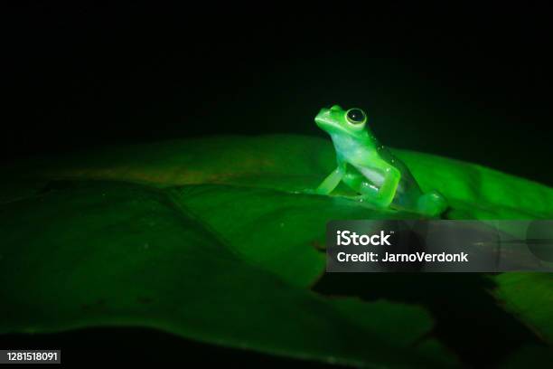 The Yellowflecked Glass Frog Cochranella Albomaculata A Bright Green Tree Frog With A White Belly Looking Mysterious In The Dark With Room For Text Stock Photo - Download Image Now