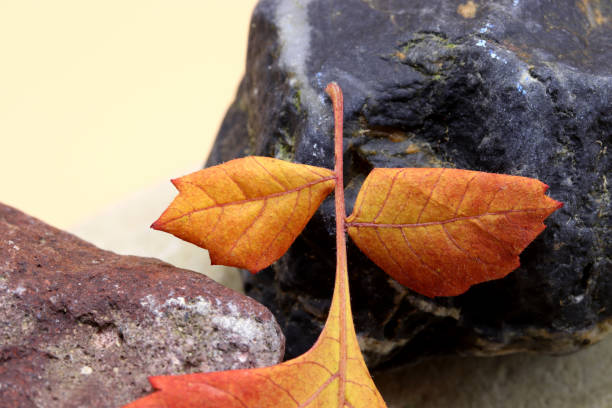 istock autumn leaves on a stone 1281518140