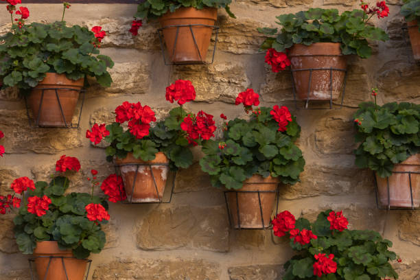 istock A wall full of pots with red geraniums, Aragon, Spain 1281518281
