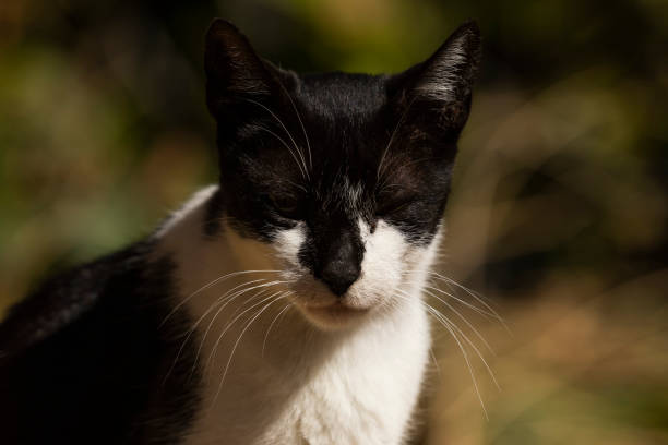 A black and white British shorthair cat is sitting on a white chair.