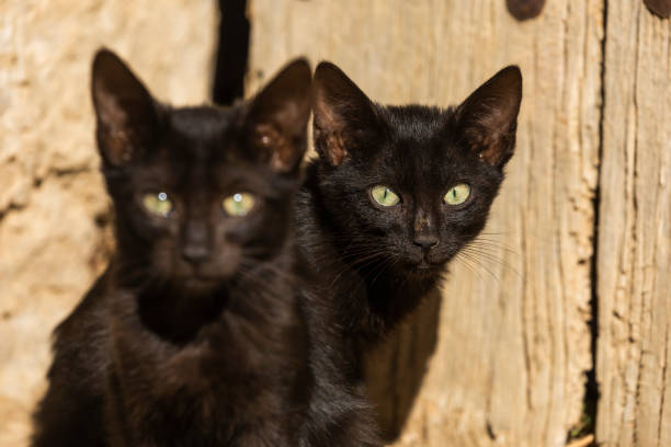 istock Two little black stray cats look attentively at the camera, Aragon, Spain 1281518295