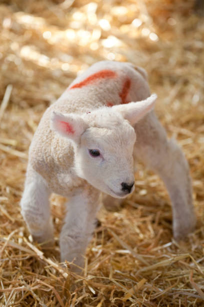 istock White faced new born Lleyn lamb on a farm 1281518306