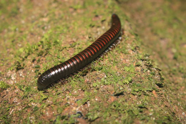 istock A million peed with a black body covered in red stripes walking on the moss that covers a tree trunk 1281518337