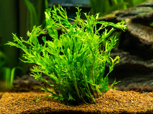 istock Aquatic fern (Microsorum pteropus 