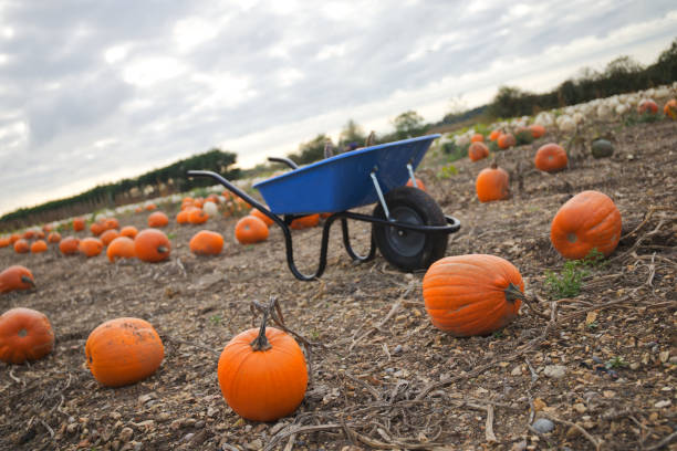istock Autumnal field of pumpkins 1281519047