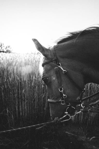 Horse on the background of the setting sun.