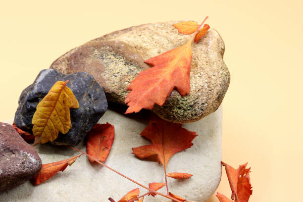 istock autumn leaves on a stone 1281520308