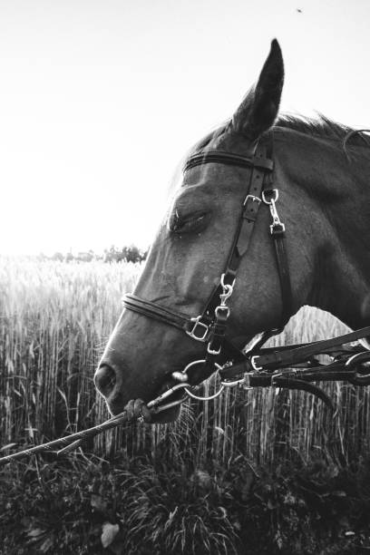 istock Horse on the background of the setting sun. 1281520349