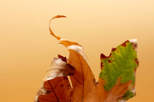 istock colored dry autumn leaves on the background 1281520468