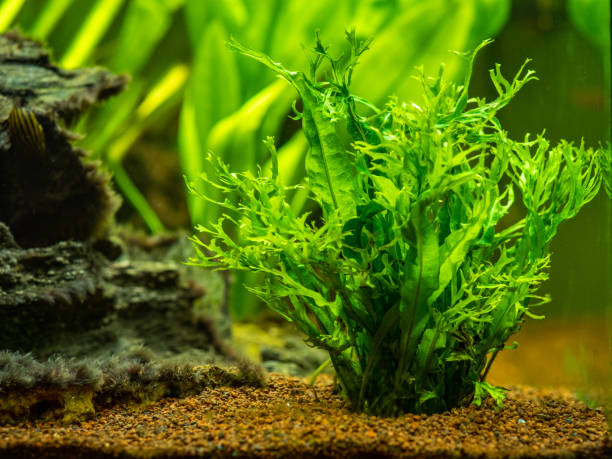 istock Aquatic fern (Microsorum pteropus - Windelov) isolated on a fish tank with blurred background 1281520576
