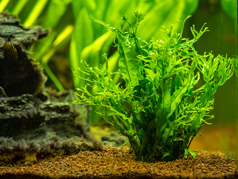 Aquatic fern (Microsorum pteropus - Windelov) isolated on a fish tank with blurred background