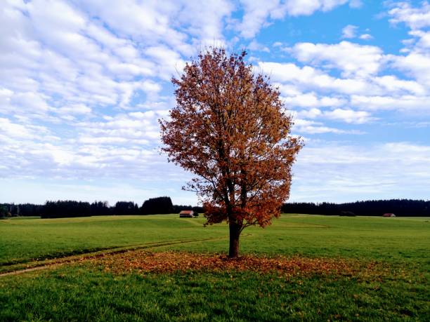 одно дерево осенью - oak tree treelined tree single object стоковые фото и изображения