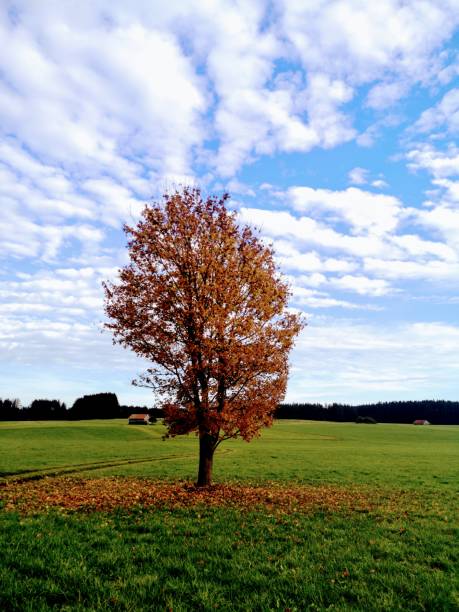 가을에 단일 나무 - oak tree treelined tree single object 뉴스 사진 이미지