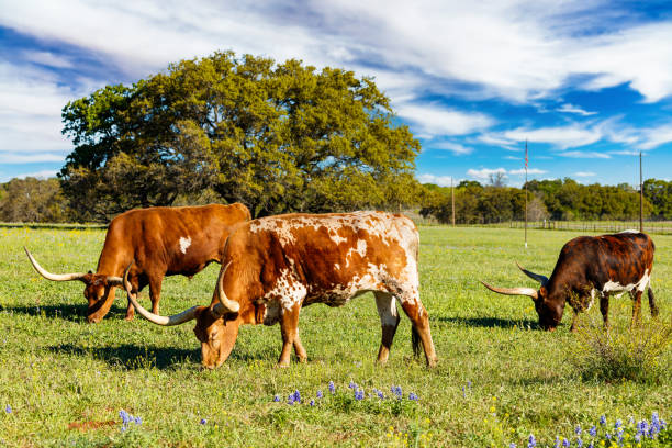 美しいロングホーン牛 - texas texas longhorn cattle bull landscape ストックフォトと画像