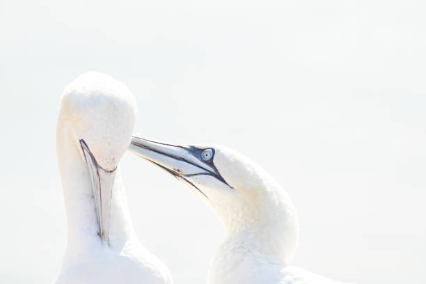 istock In soft light, two Northern Gannets heads welcome after landing. Soft light in high-key 1281523808