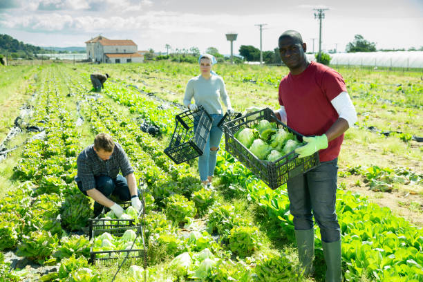 istock Lettuce harvesting process on the plantation 1281523962