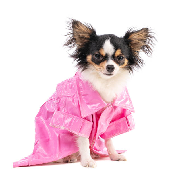 istock Chihuahua with a pink jacket 1281524991
