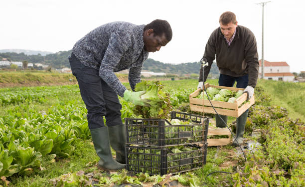istock Farmer and his assistant harvesting ripe lettuce on the field 1281525256