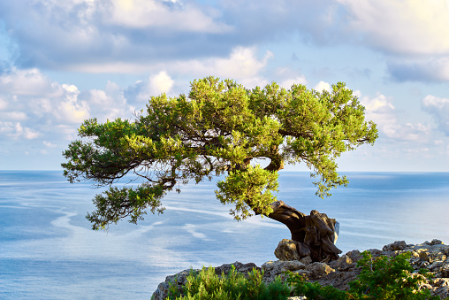 Old juniper tree growing on rock, blue sea and sky, Crimea