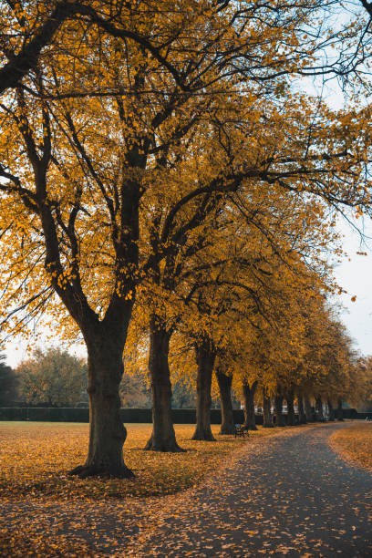 istock Fall Autumn Colors In The Park 1281526459