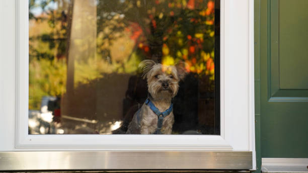 Dog looking out the door Dog sitting at the front door looking out to his neighborhood looking out front door stock pictures, royalty-free photos & images