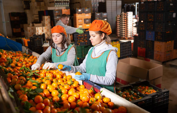 istock Employees controlling quality of ripe tangerines 1281528108