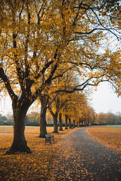 istock Fall Autumn Colors In The Park 1281528314