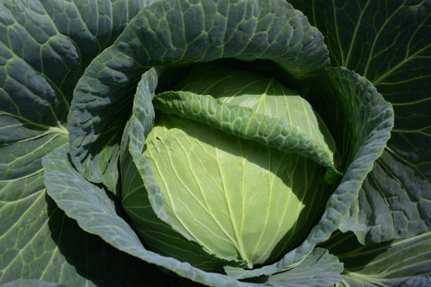 istock Fresh white cabbage in the field grows with green leaves in the sun 1281529302