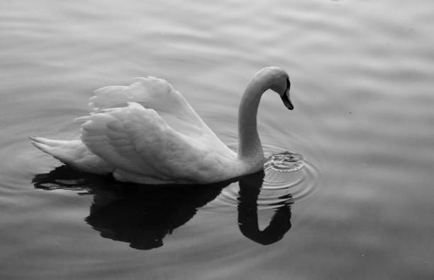 istock natural beauty swan 1281529958