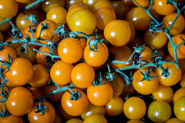 An Abundance of Tomatoes
